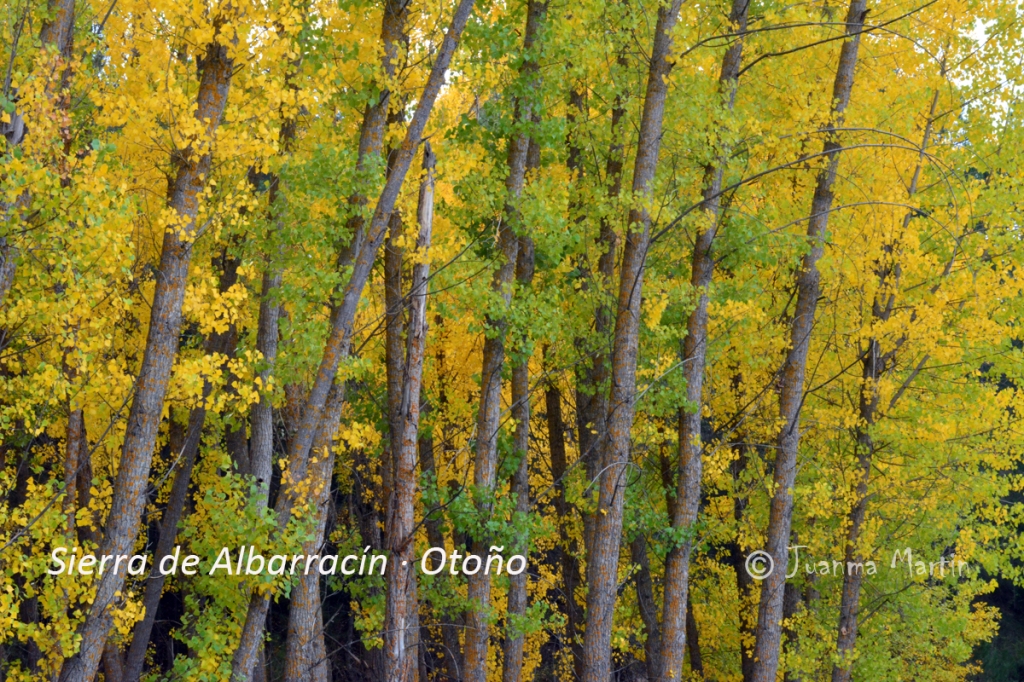 Sierra de Albarracin - otoño - 3 - web
