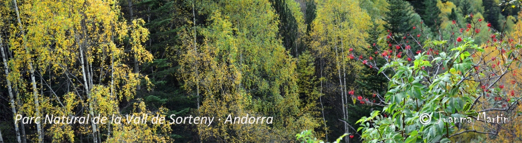 Andorra - Vall de Sorteny - 11-10-2014 - Panorama 2 - web